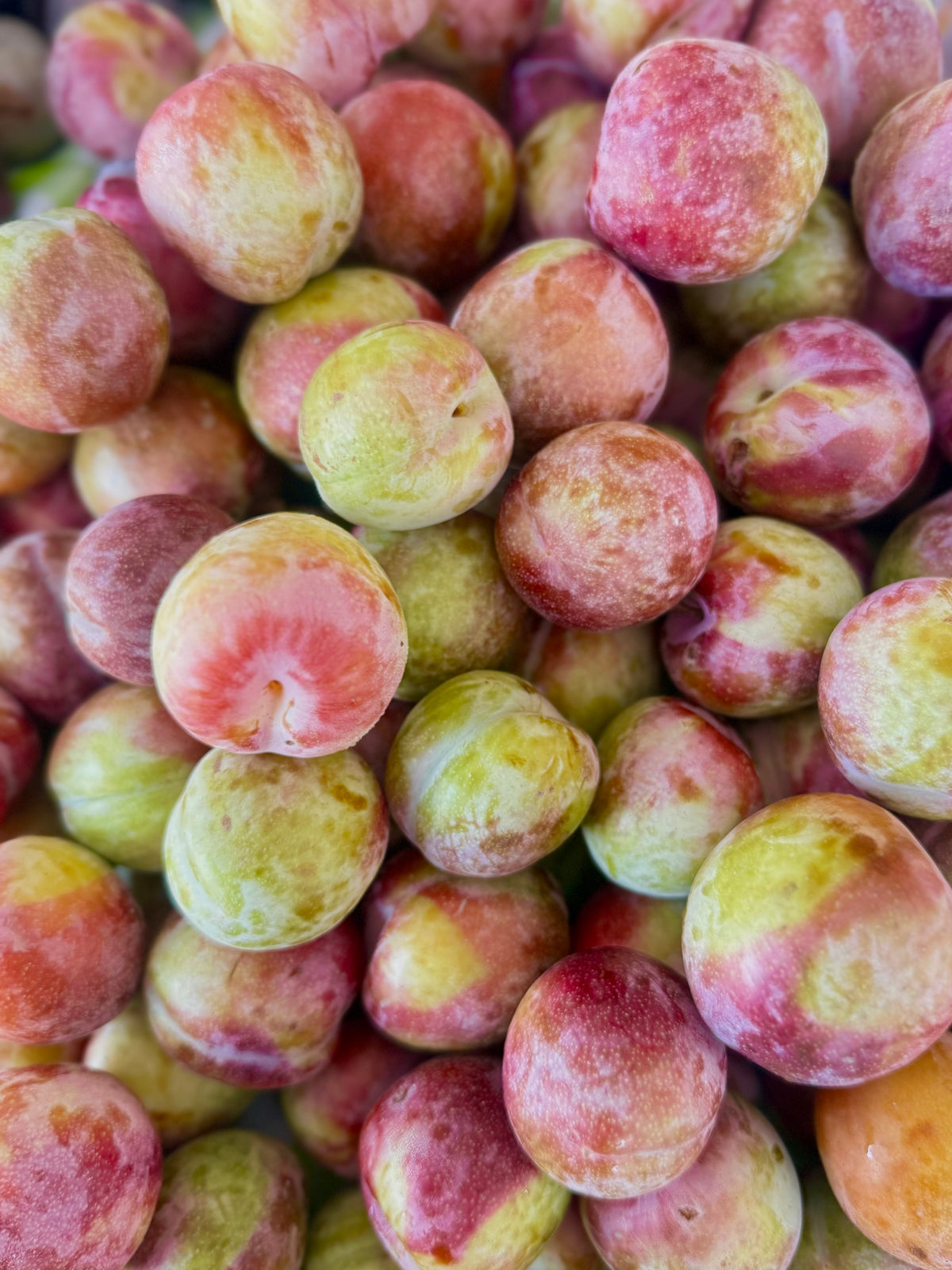 September yummy pluots