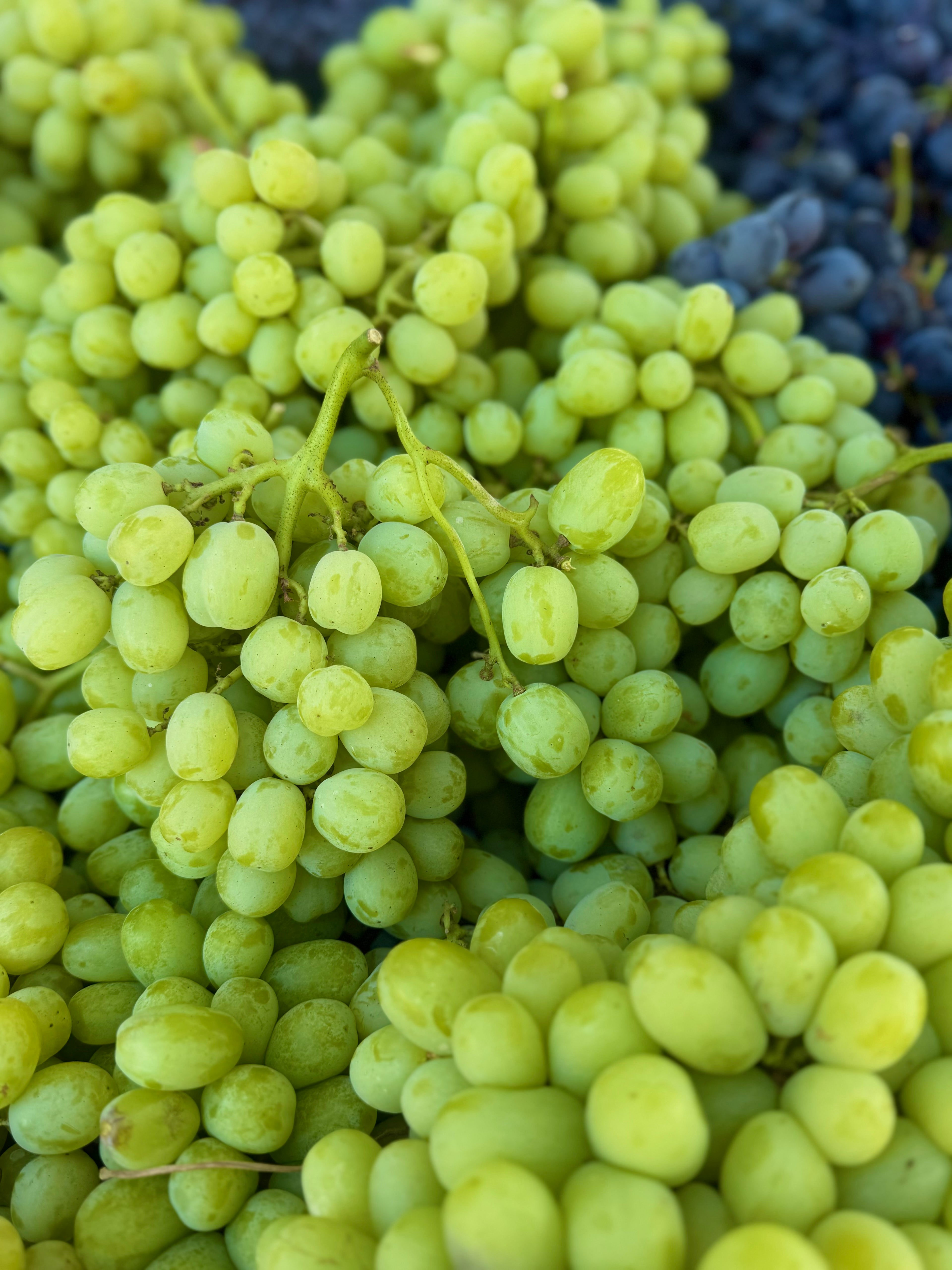 Autumn King Grapes