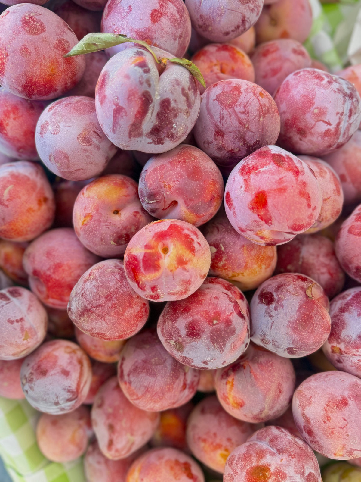 October Gem Pluots